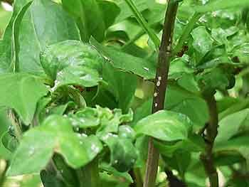 aphids on basil