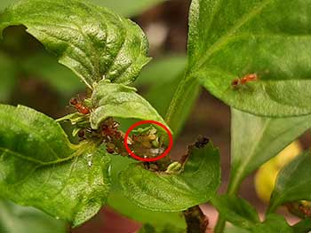 ants aphids