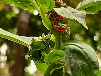 basil aphids