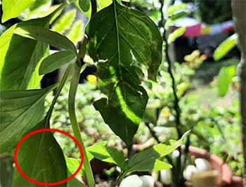 basil leaf miner spreading