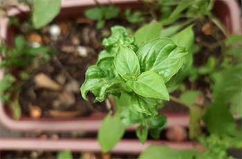 Chili Garlic Pesticide Spray for Plants Does it Really Work