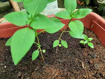 basil seedlings stopped growing