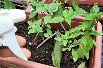 How to Get Rid of Ants in Basil Plant