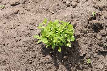 coriander-likes-full-sun