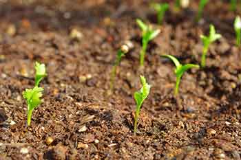 coriander-seedlings