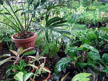 green houseplants