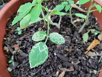 leaf miners on tomato