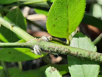 mealybugs