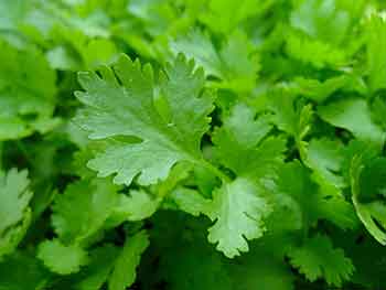 parsley-leaves