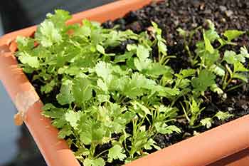 parsley-seedling