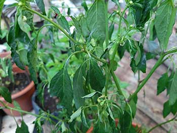 pepper leaves