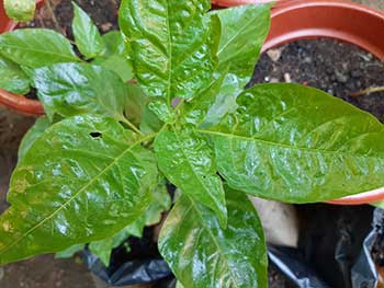 pepper leaves