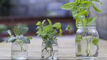 herbs-cuttings