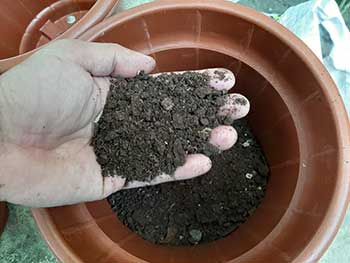 Well-drained potting mix