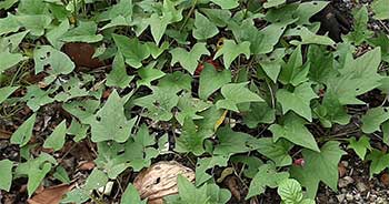 sweet potato plant