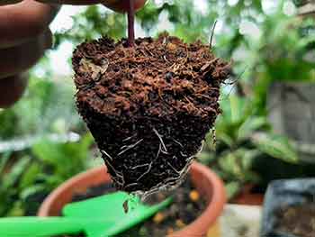 transplanting seedlings