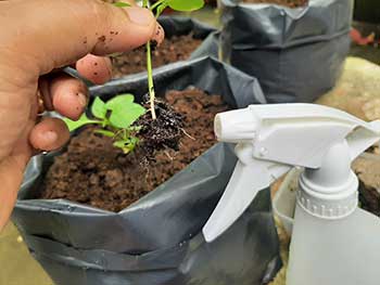 transplanting seedlings